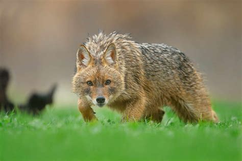 jakol animal|Golden jackal .